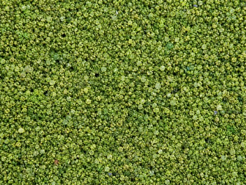 Bakelite Hylam Green Stone Texture Finish – Decorative Natural Grit Wall Coating " BUILDINN"